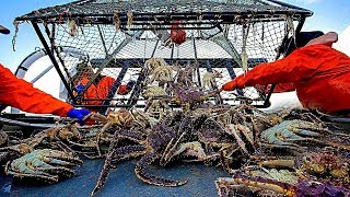 GIANT ALASKAN CRABS-THE PROCESS OF CATCHING FISHING VESSELS IN COLD SEAS.21.03.