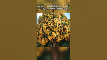 شجرة المانجو في السودان سبحان الله مانجا مانجو شجرة سبحان الله اكل السودان 