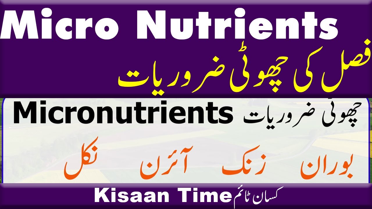 Micronutrients fertilizers for crops fertilizers چھوٹی ضروریات kisan time کسان ٹائم