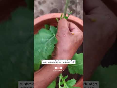 वीडियो: परागण के अनुकूल कंटेनर पौधे - पॉटेड बी गार्डन उगाना