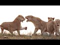 EPIC LION FIGHT at Sunrise 🦁