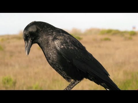 Science in Action: Crow Intelligence