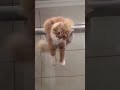 😹 Cats Doing Cats Things 😹 #shorts #funnycat #fyp