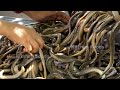 Cooking Small EELS Eating with Spicy Young Tamarind Sauce Recipe - Deep Fried Eels & Donation Food