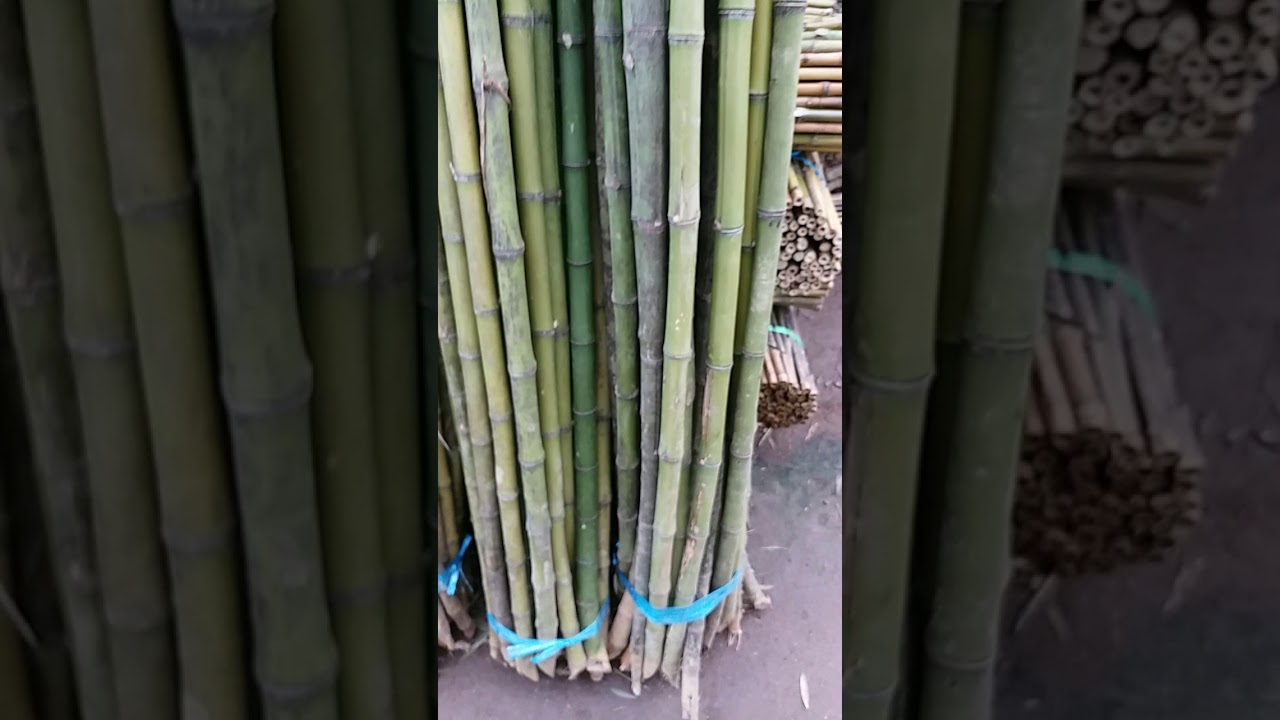 Bambu Cendani - YouTube