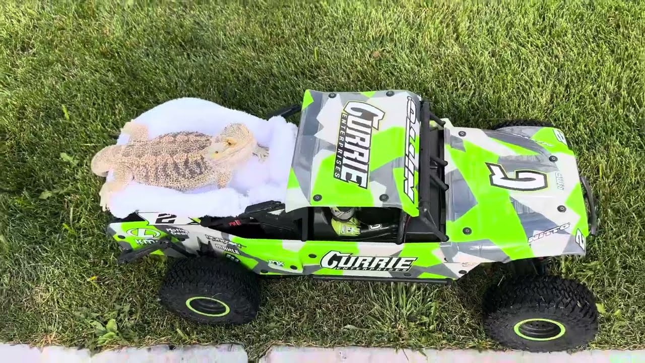 Bearded Dragon Riding The “RC” Losi HammerRey Buggy!!!