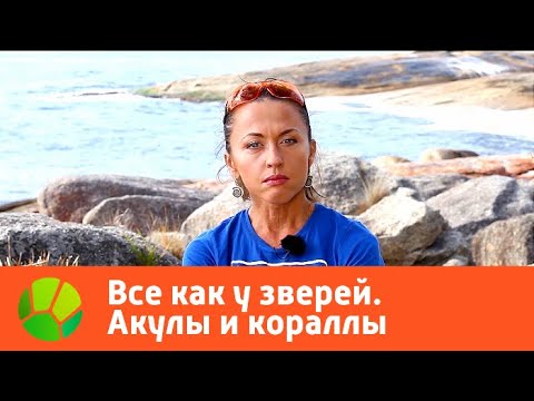 Все как у зверей. Акулы и кораллы | Живая Планета