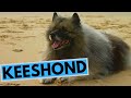 Keeshond Dog Breed - Facts and Information の動画、YouTube動画。