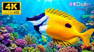 Secrets of the Sunken Kingdom – Explore Mysterious Shipwrecks &amp; Rare Deep Sea Life (4K HDR) 🚢