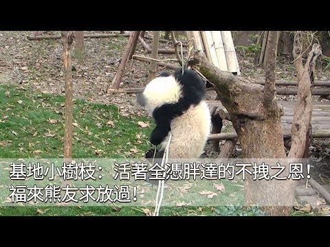 《熊貓早晚安》基地小樹枝：活著全憑胖達的不拽之恩！福來熊友求放過！ | iPanda