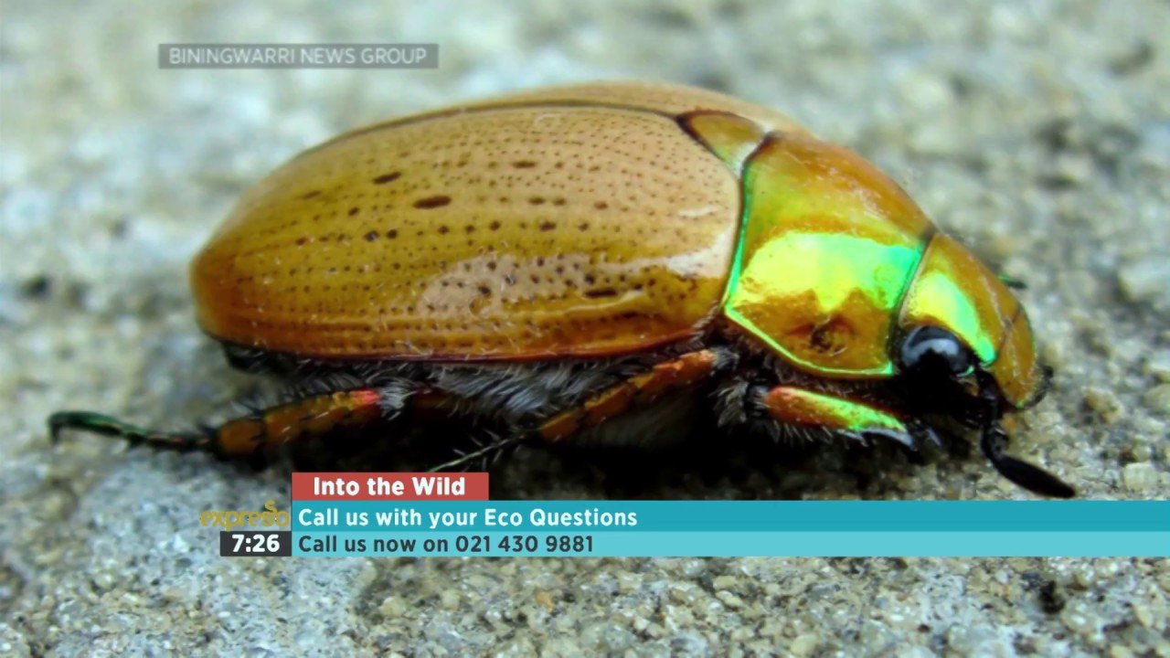 Into the Wild Christmas Beetles 13 YouTube