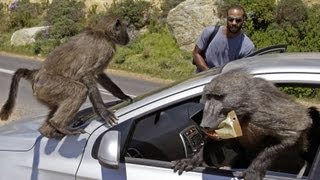 Baboon Wars | South Africa by Tim Noonan 5,679,257 views 10 years ago 11 minutes, 31 seconds