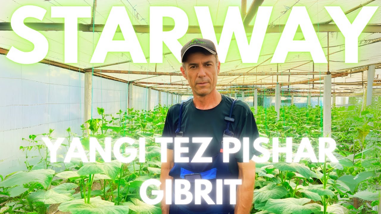 Янги тезпишар гибрид СТАРВЕЙ.