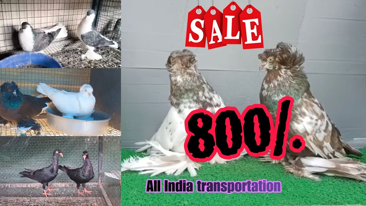 Imported blood line pigeons - All india transportation