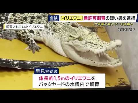 Pet Shop Owner Arrested for Illegally Keeping "Man-Eating" Saltwater Crocodile in Backyard Tank –...