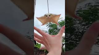 Sóc Bay Sociu Siêu Hạng