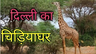 delhi ka chidiya ghar।। दिल्ली का चिड़ियाघर।। delhi zoo// delhi zoological  park - YouTube