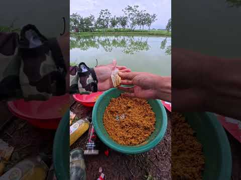 Bài mồi câu cá chép dịch vụ, câu cá mới, cá cũ #cauca #fishing #caucathugian