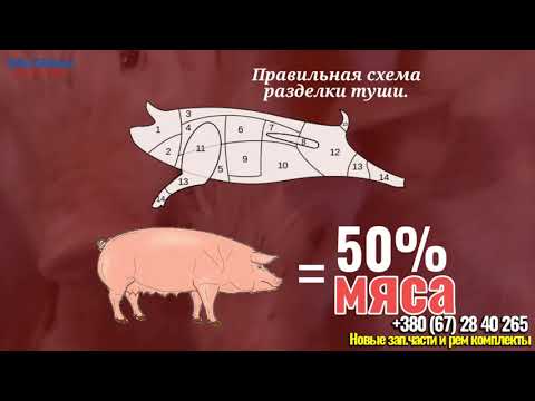 Разведение свиней, как бизнес - план , затраты и окупаемость.  какой доход?