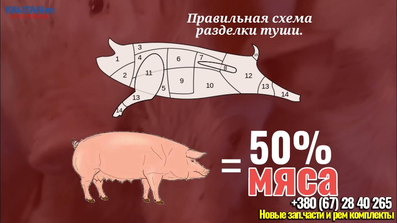 Свинья бизнес план. Свинья бизнес план. План свинофермы. Условия содержания свиней. Свинья бизнес план.