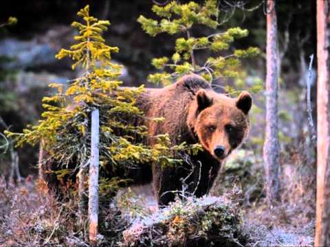 translate english finnish kuusamo translate english finnish kuusamo