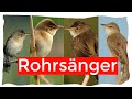 Alle Rohrsängerarten Deutschlands und Mitteleuropas | Ornithologie für Anfänger