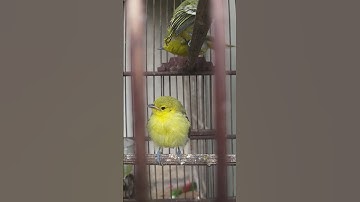 suara anak burung sirtu/cipoh lapar #shorts #cipoh #sirtu