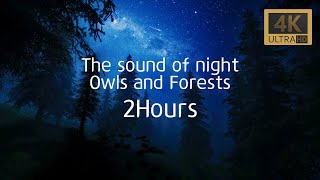 Relax with the sound of the night forest and the sound of an owl. 2Hours