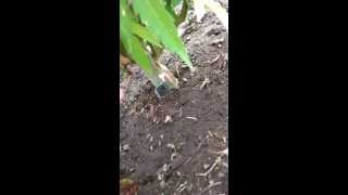 Washington Outdoor Medical Marijuana grow #4 "Chicken Run"