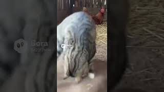 🐾😱 Weasel jumps out—tabby cat strikes and drags it away! 🐱🐿️ Cat VS Weasel showdown! #cat #shorts