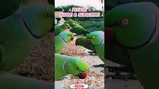 Parrots Birds Eating Challenge