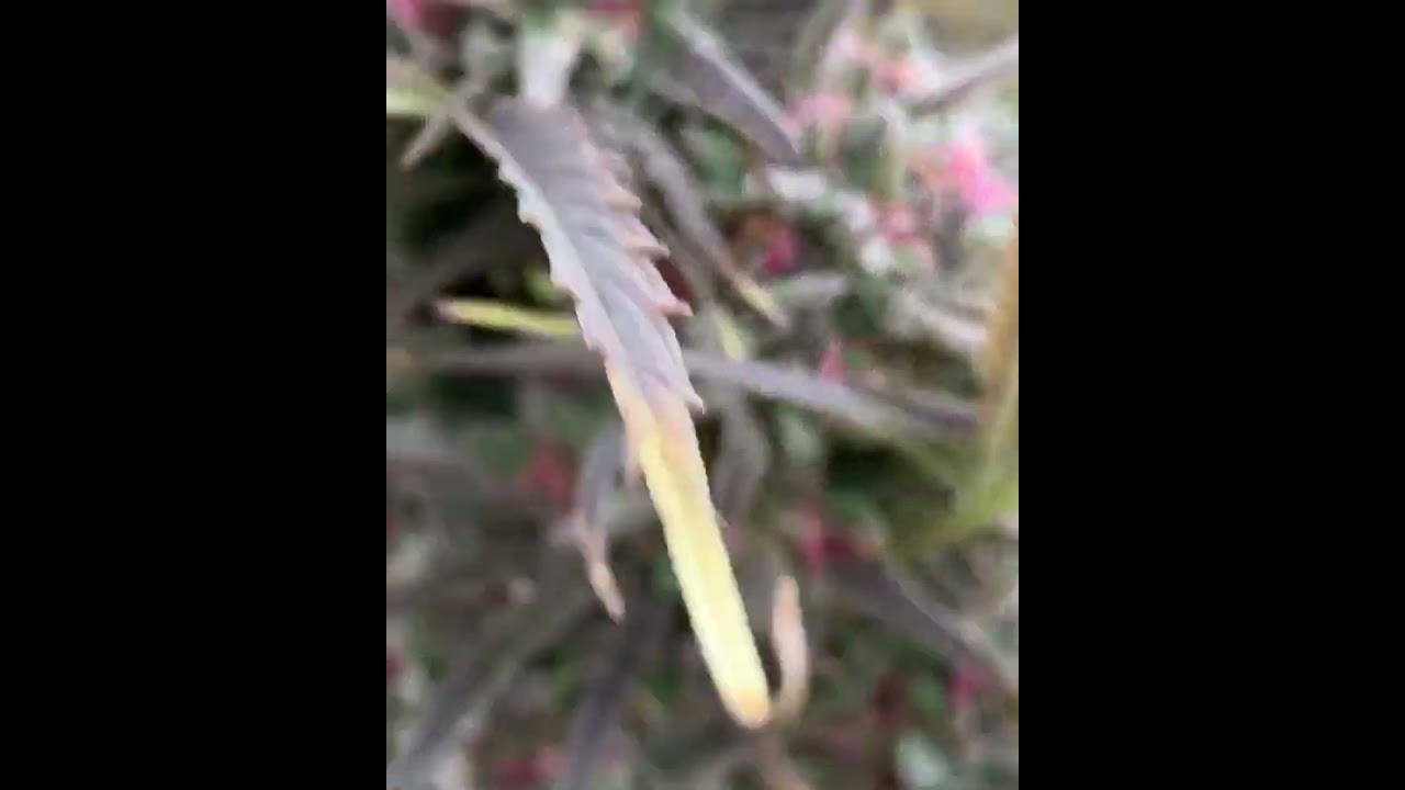 Field of Pineapple Pomegranate Outdoor cannabis.  