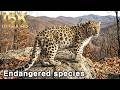 [16K Extreme Realism] 아무르표범! 2026년 약 100여 마리 생존 Panthera pardus orientalis