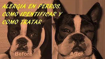 ¿Saben los perros cuándo tienes los ojos cerrados?