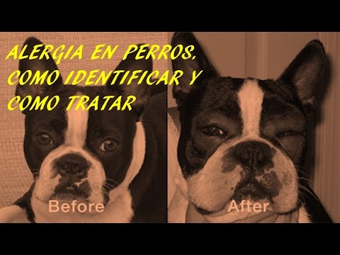 Video: 5 Señales De Que Su Mascota Está Teniendo Una Reacción Alérgica