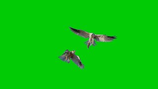 burung terbang green screen free download