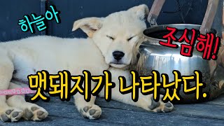 아기 백구 진돗개의 용맹함을 보여줘~하늘아/시골일상브이로그