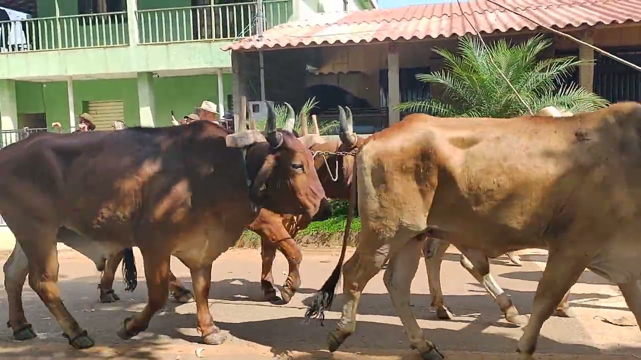 Boi quase foi na multidão povo correu de perto