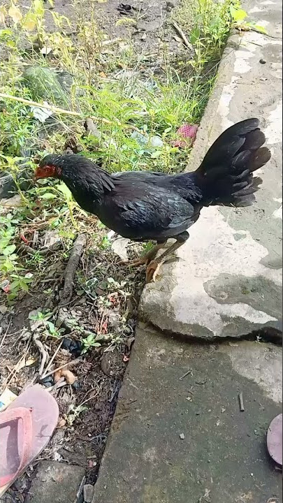 AYAM PUSING 7 KELILING