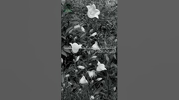 وصايا لقمان لابنه... دروس خالدة في الحكمة | سورة لقمان بصوت ماهر المعيقلي 🌿 #Quran #قرآن