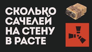 СКОЛЬКО САЧЕЛЕЙ НА СТЕНУ В РАСТЕ