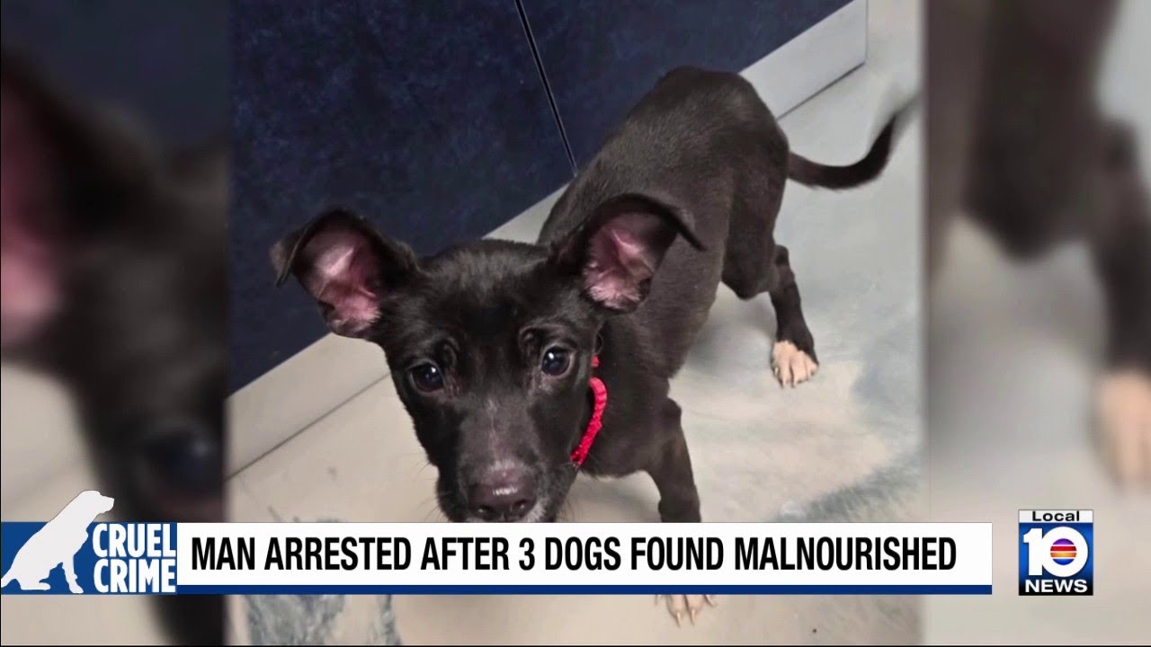 Dog advocates care for 3 puppies police officers rescued in Pembroke ...