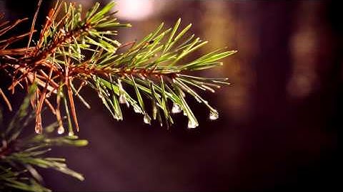 Abraham Hicks ~ Whose fault is infidelity