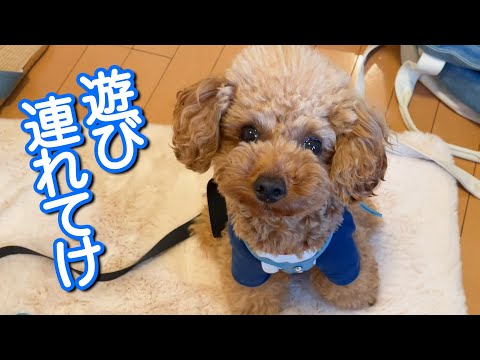 【トイプードルのテト】遊び連れてけ・ひたすら散歩するテト#toypoodle