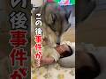 ハスキーと赤ちゃんの可愛いハプニング#ハスキン#シベリアンハスキー#赤ちゃんと犬#husky#shorts