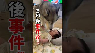 ハスキーと赤ちゃんの可愛いハプニング#ハスキン#シベリアンハスキー#赤ちゃんと犬#husky#shorts