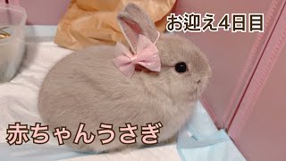 【生後44日】赤ちゃんうさぎが可愛すぎる！