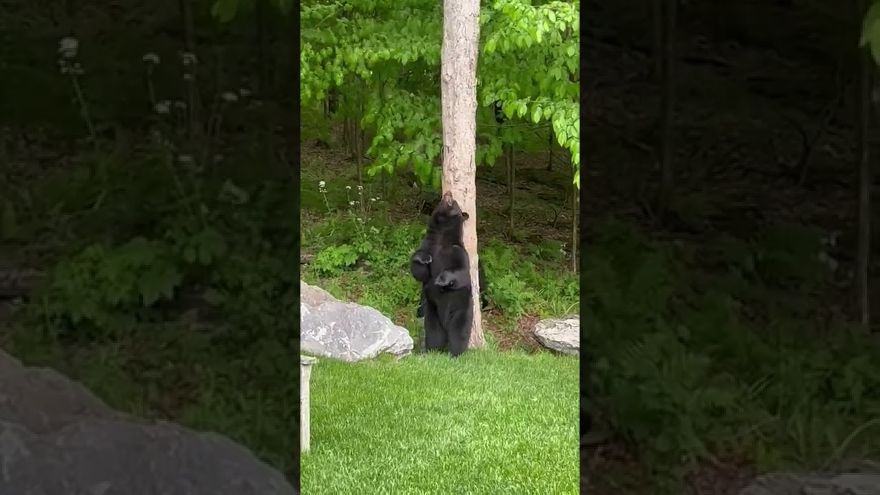 Back Scratching Bear