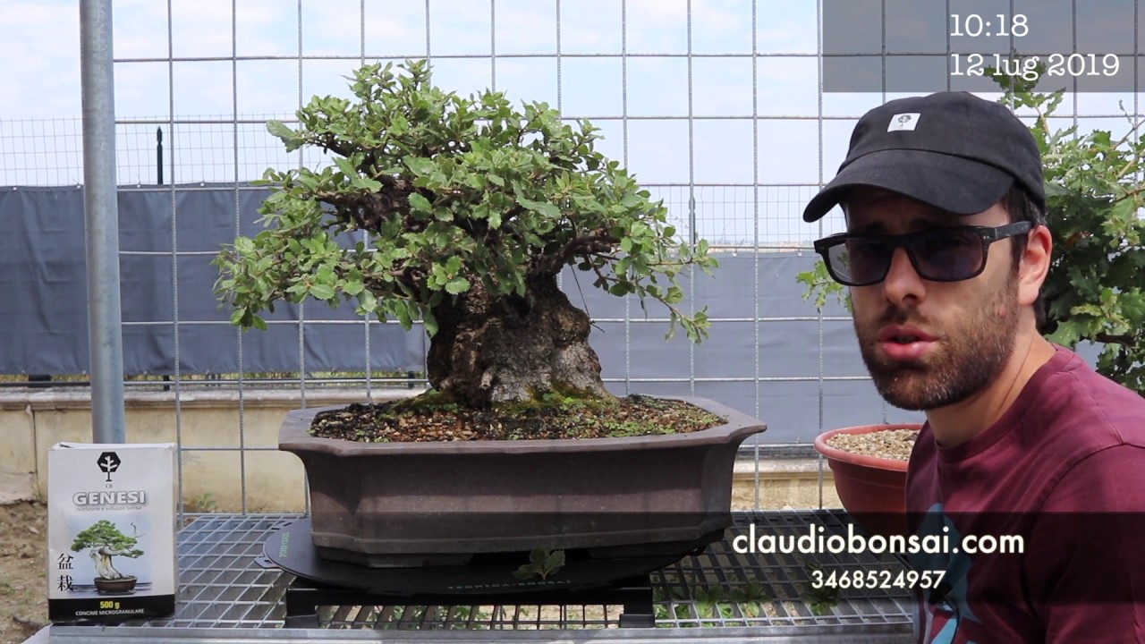 POTATURA DI INFITTIMENTO LECCIO BONSAI CB