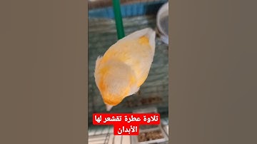تلاوة عطرة تقشعر لها الأبدان عبد الباسط عبد الصمد رحمه الله